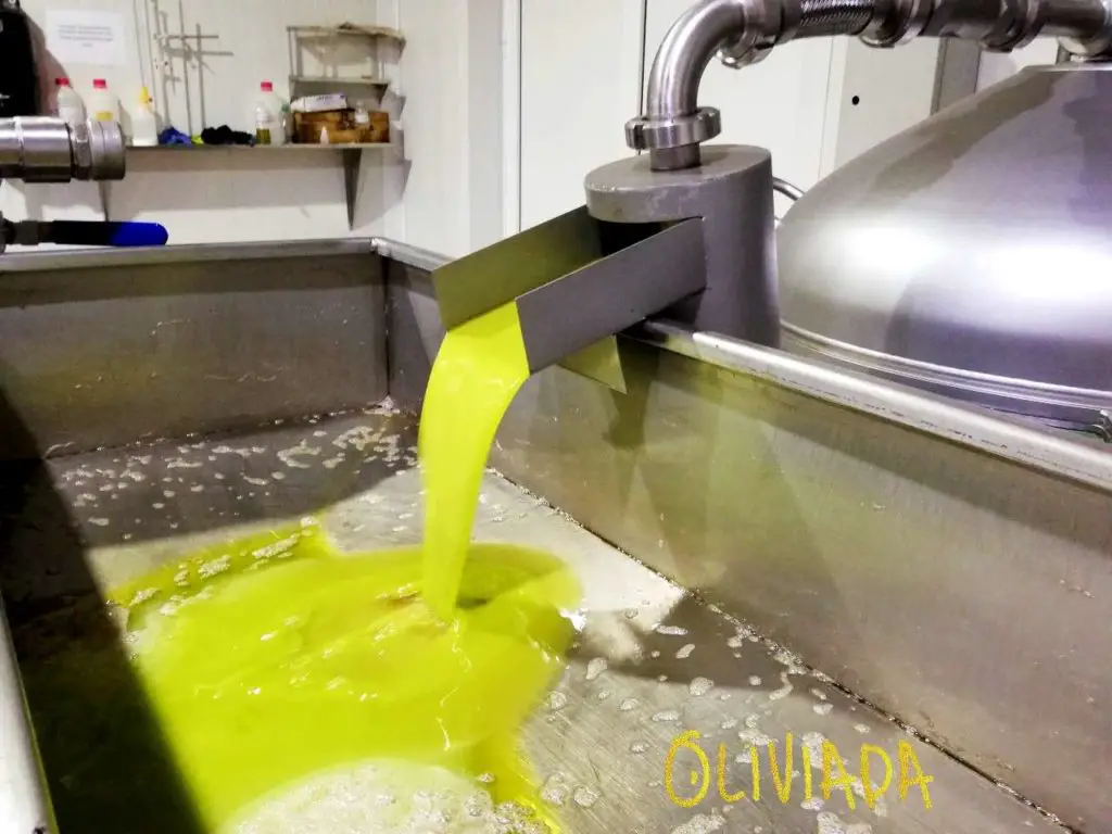 separattion stage in olive oil extraction process