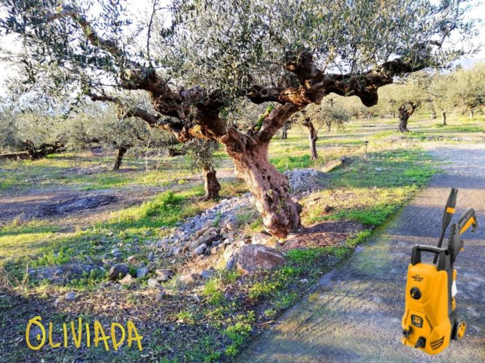 5 Ways To Remove Olive Stains From Concrete Driveway Or Pathway Oliviada