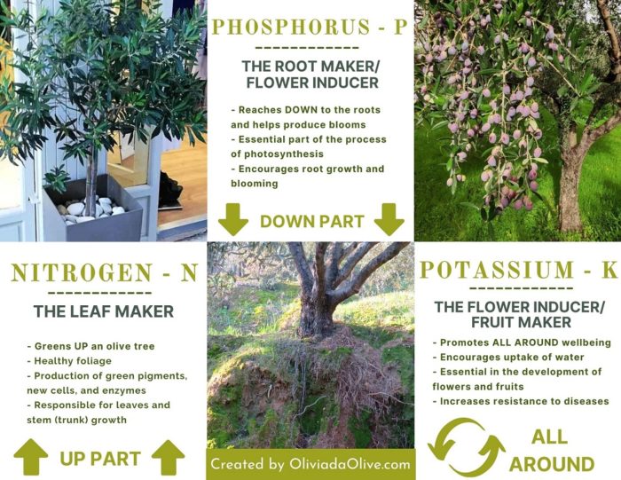 13 Organic Fertilizers For Olive Trees In Pots Pure Nature Resources