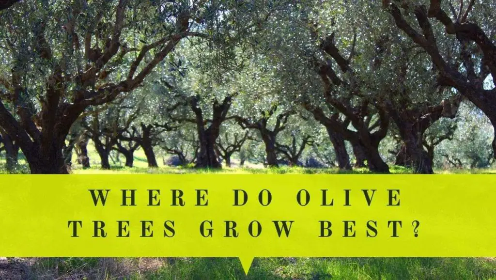 where do olive trees grow best