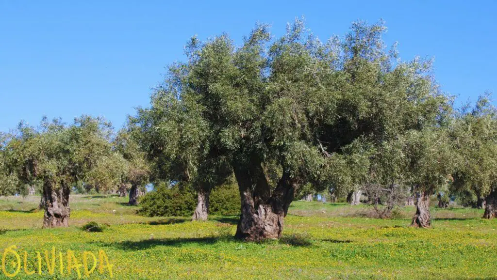 Olive trees grow best in a subtropical climate is the main focus of the featured image, which showcases a picturesque olive grove under a bright blue sky. The trees, with their silvery-green leaves and twisted trunks, stretch out in rows across a gently sloping hillside, as if reaching towards the sun. The soft sunlight filters through the branches, casting dappled shadows on the ground below. The image conveys a sense of peace and harmony with nature, evoking the idyllic beauty of the Mediterranean region where olive trees thrive.