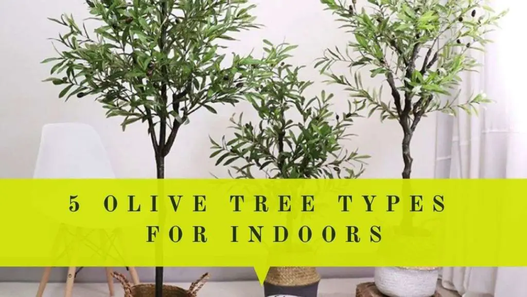5 best olive trees for indoors feature