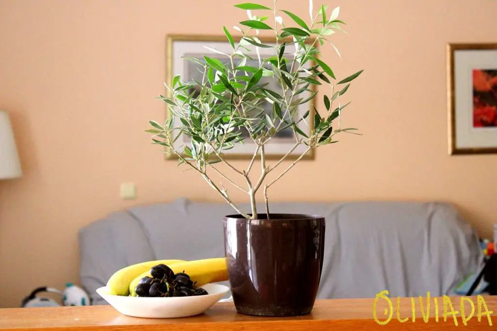 5 best olive trees indoors to grow