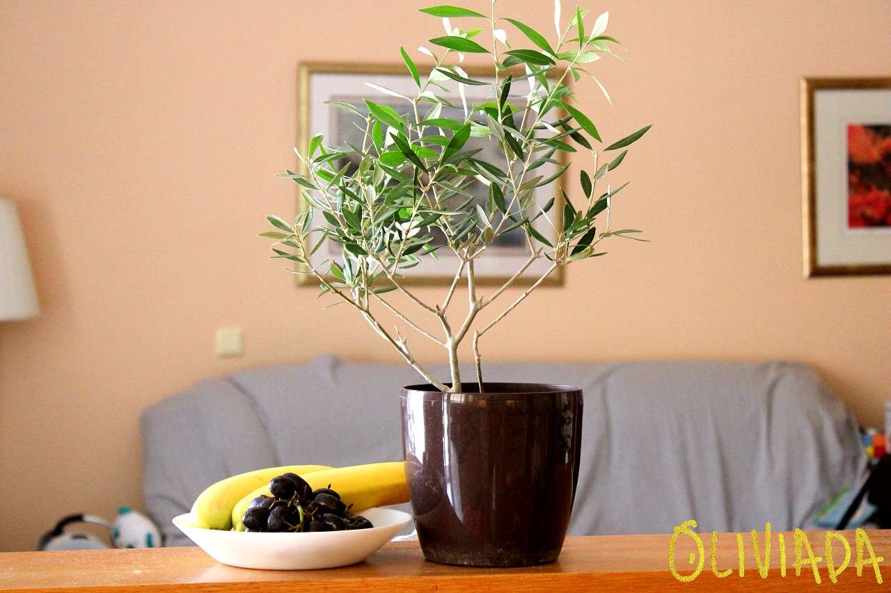 5 Reasons to Grow an Olive Tree