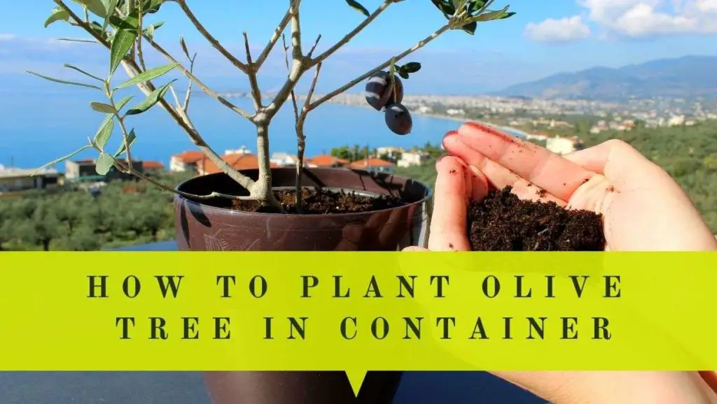 how to plant olive tree in container or pot