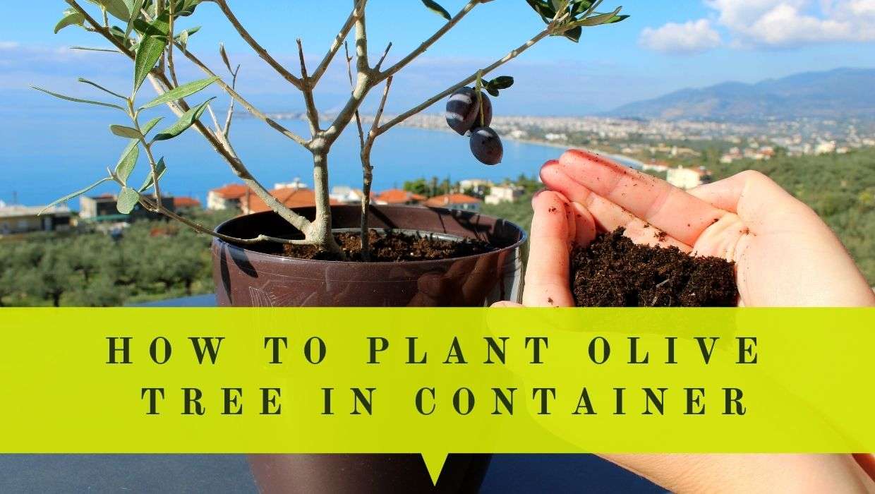How To Plant Olive Tree In Container Or Pot? Useful Tips Oliviada