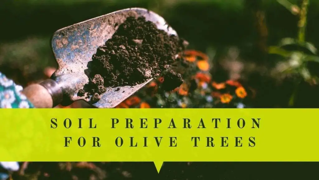 how to prepare soil when planting olive trees