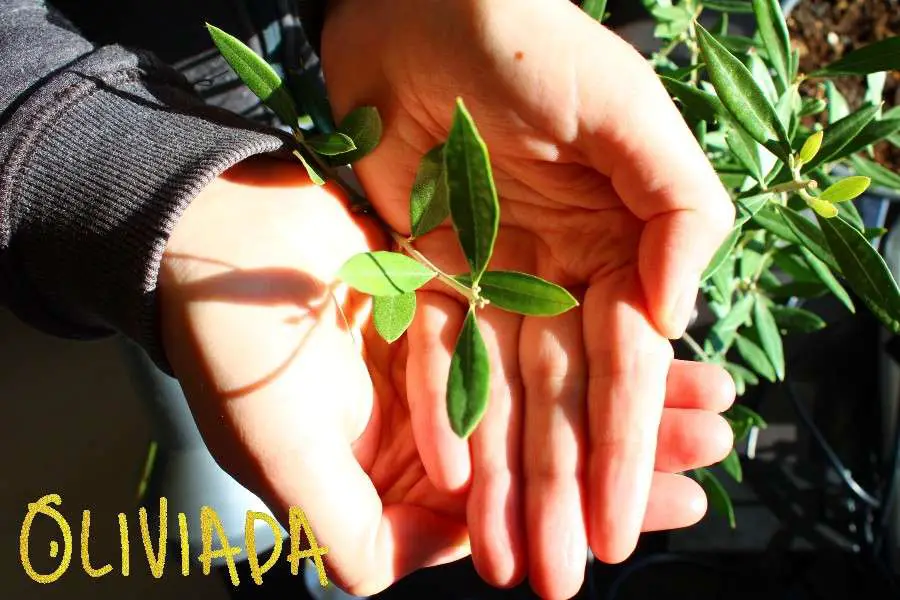 how to use olive tree leaves