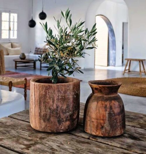 5 Best Olive Trees For Indoors Olive Tree Varieties To Grow Indoors