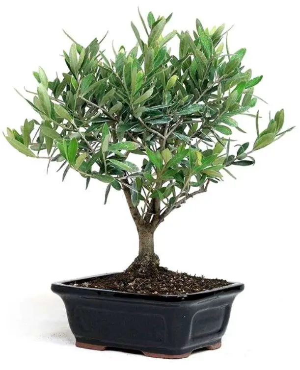 olive tree bonsai