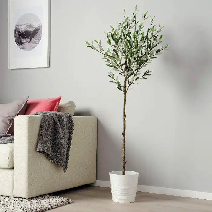 olive tree for home decor