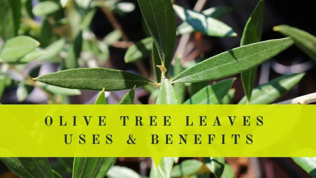 olive tree leaves uses and benefits