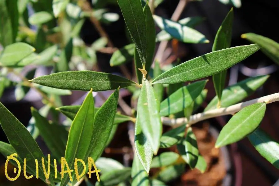 olive tree leaves uses