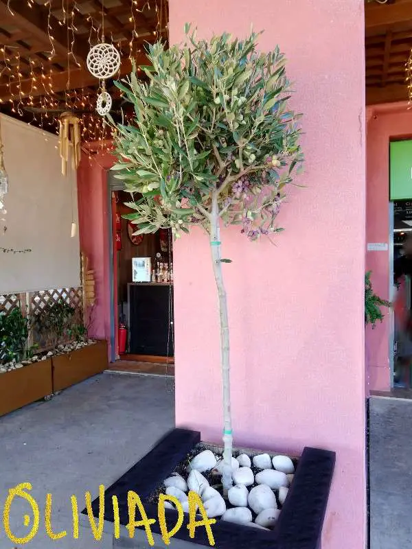 olive tree planted in container
