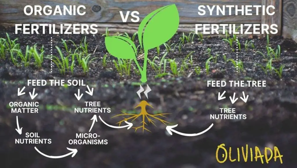 organic fertilizers vs synthetic fertilizers for olive trees 1