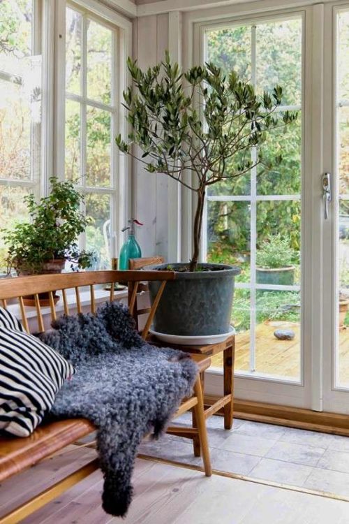 5 Best Olive Trees For Indoors Olive Tree Varieties To Grow Indoors
