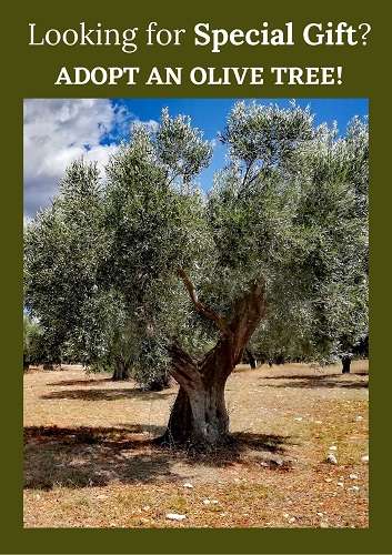 Adopt Olive Tree in Greece sidebar