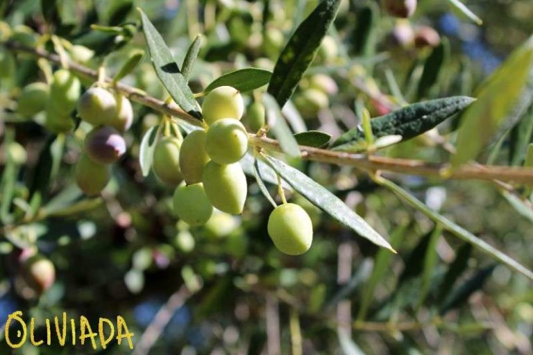 When To Pick Olives For Oil And Brining? Harvesting Olives Is Easy
