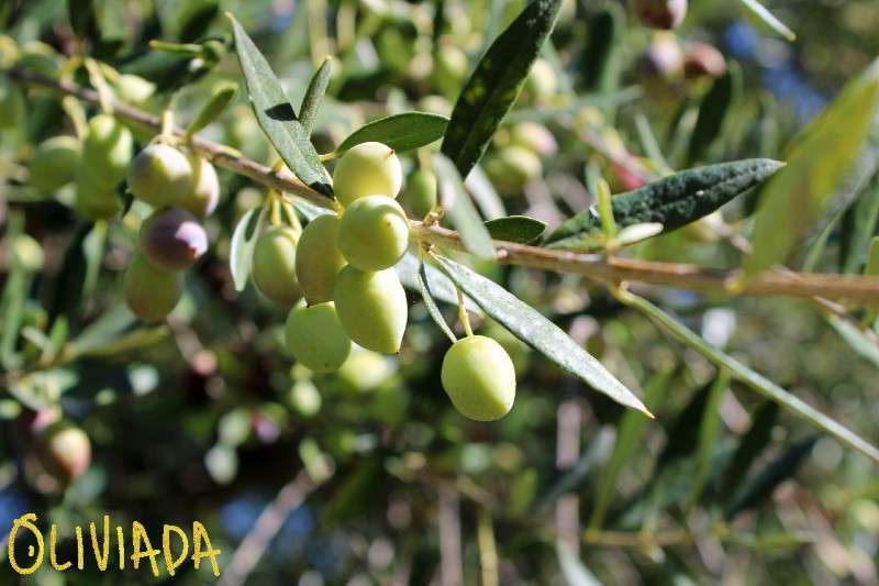 Green olives can be picked for brining