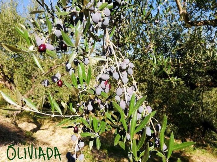 When To Pick Olives For Oil And Brining? Harvesting Olives Is Easy! Oliviada