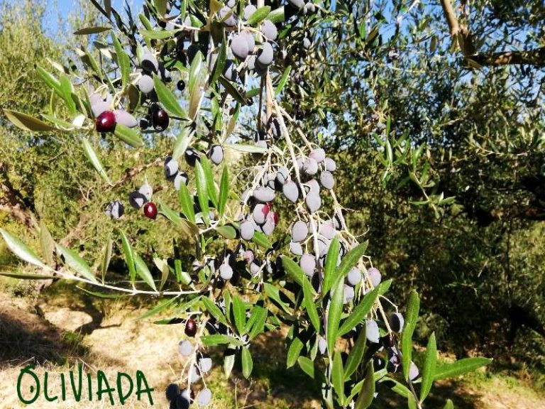 When To Pick Olives For Oil And Brining? Harvesting Olives Is Easy