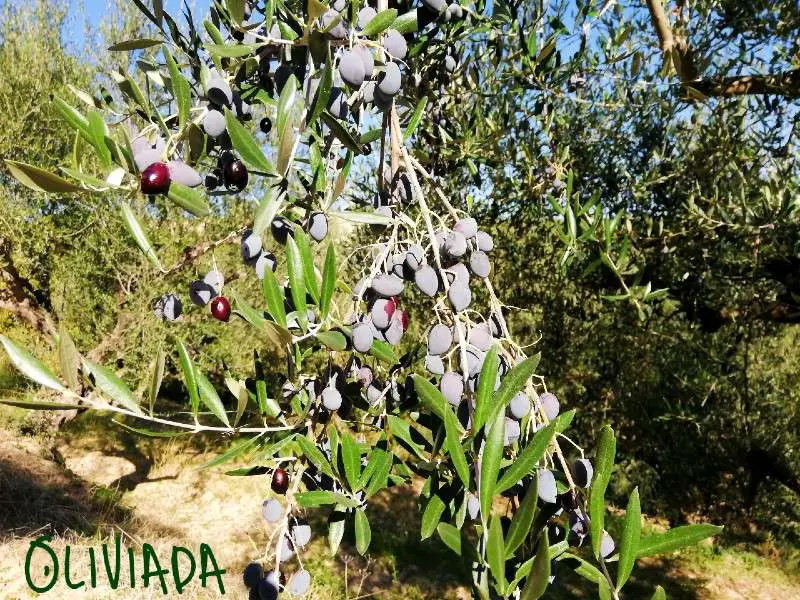 Kalamata olives fully ripen for pick by hand