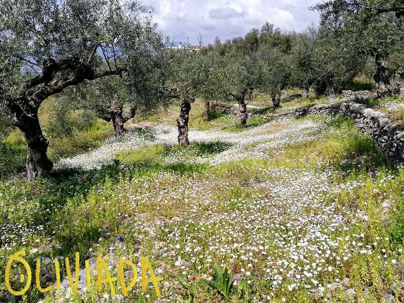 Underplanted olive trees with daisies