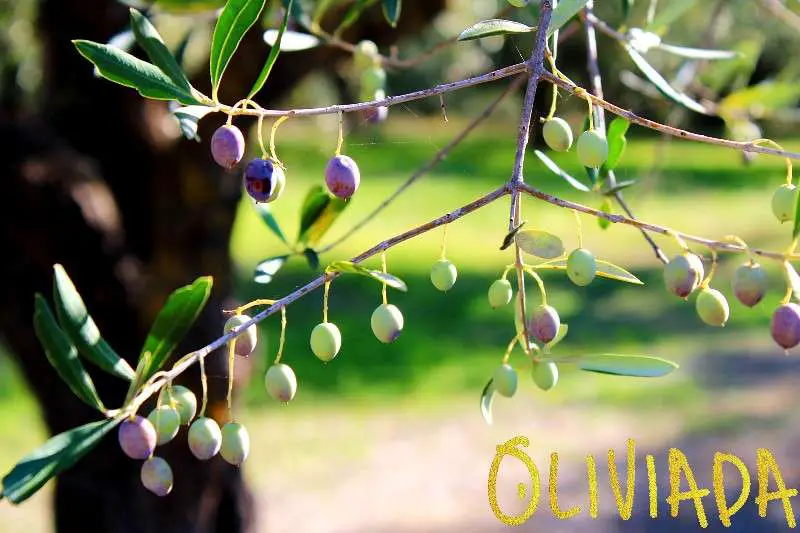canned olives can be both green and black