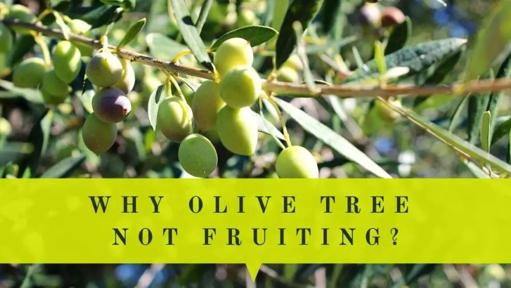 olive tree not fruiting not producing