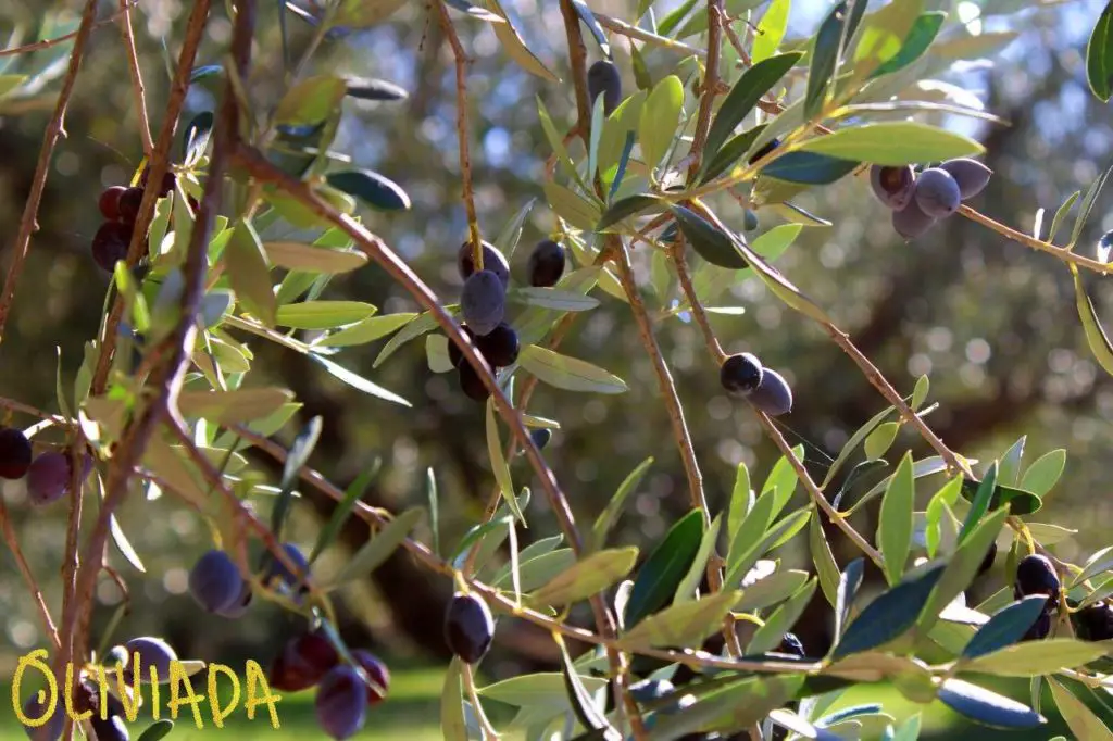 olive tree not fruiting doesnt produce