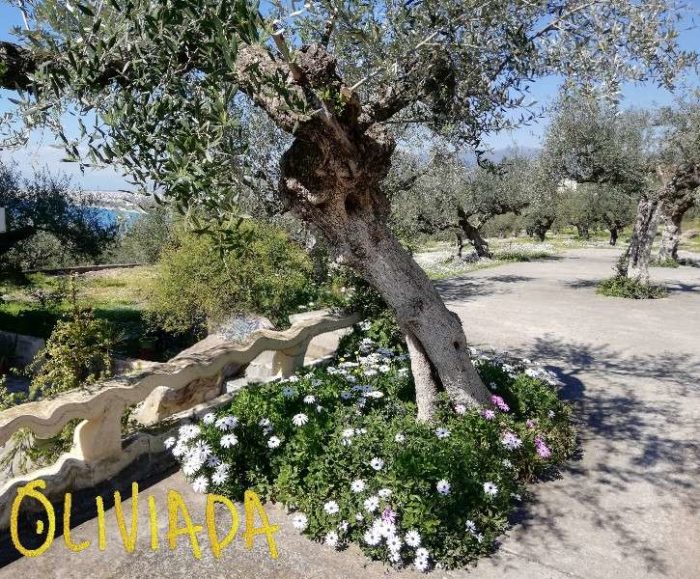 What are the Best Companion Plants for Olive Trees? OliviadaOlive