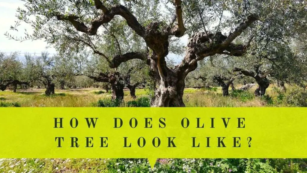 what does olive tree look like cover