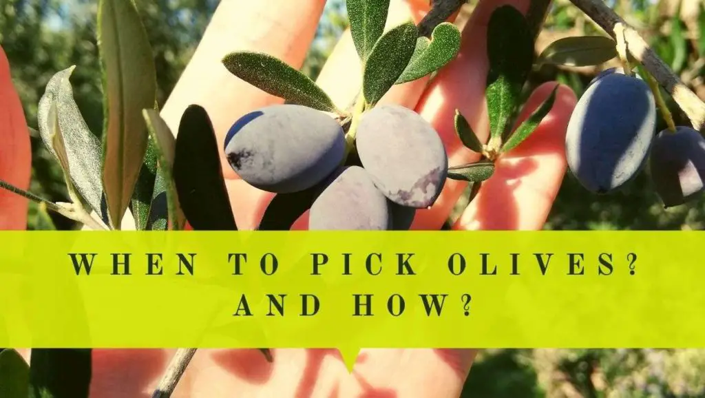 when to pick olives for oil and brining and how