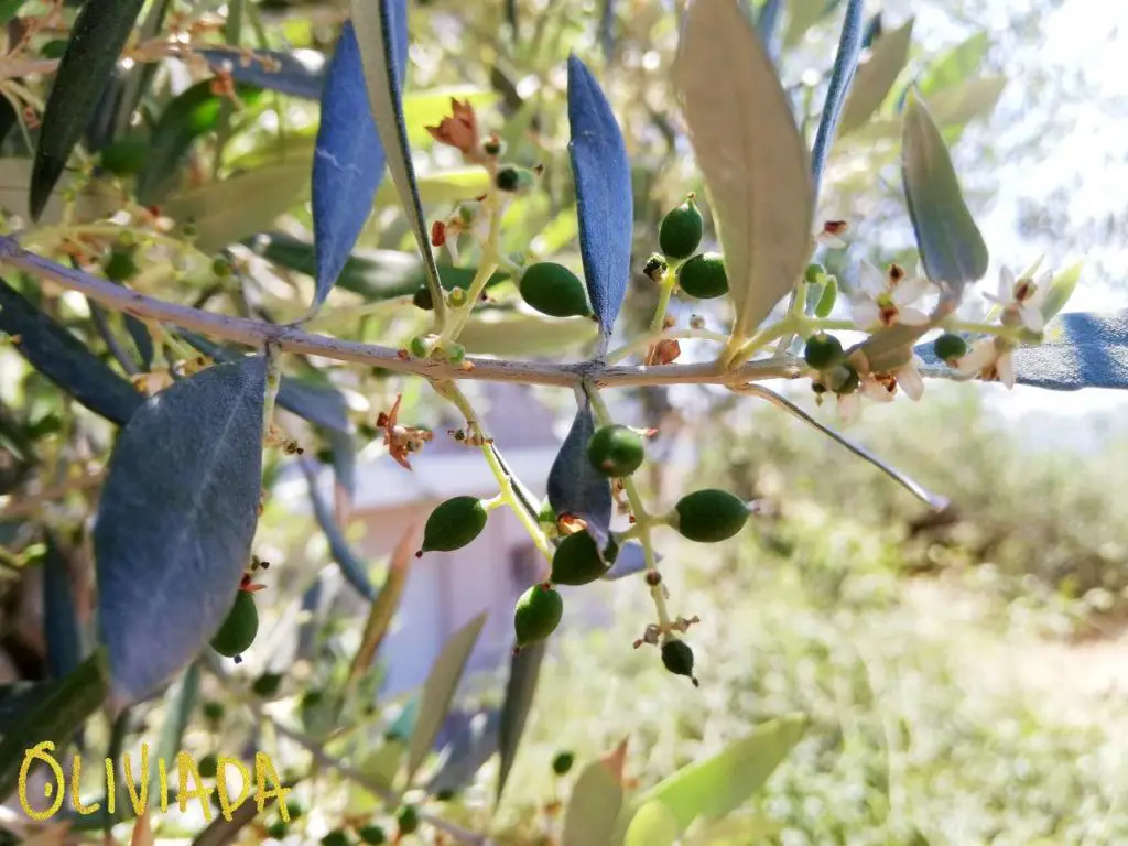 olive fruit set after flowering