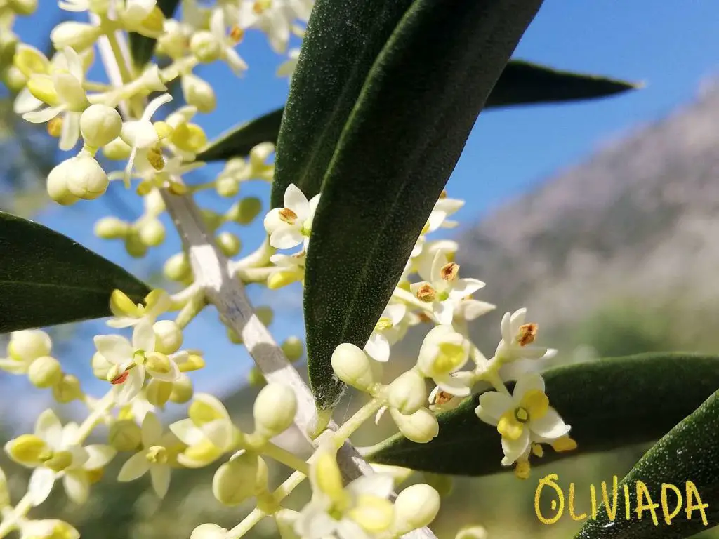 olive tree flowers appearance