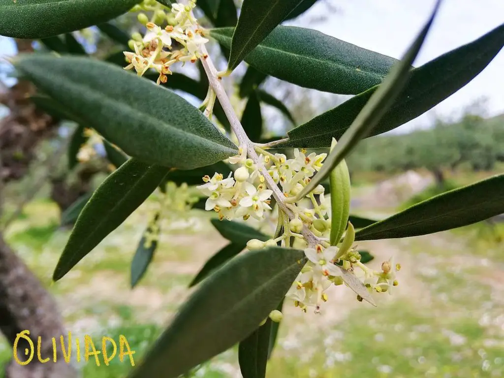 olive tree flowers are petite white color with 4 petals