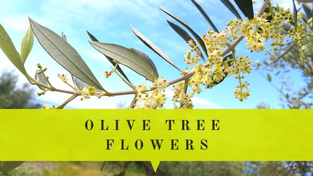 olive tree flowers look care