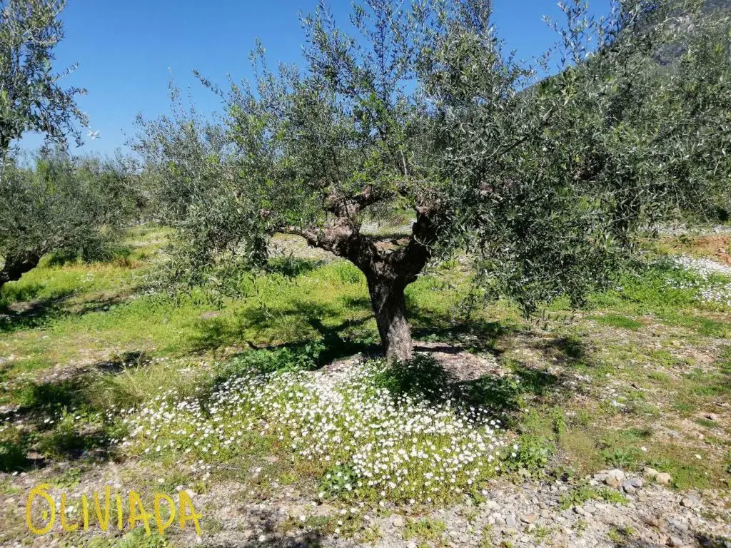 Kalamata olive tree