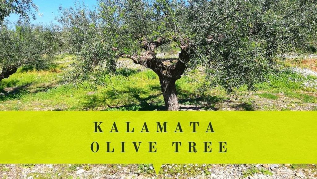 Kalamata olive tree appearance care harvest