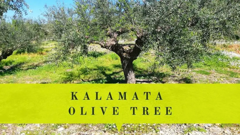 Kalamata olive tree appearance care harvest