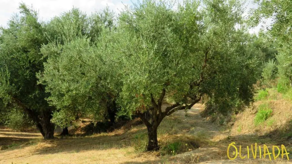 Kalamata olive tree groves