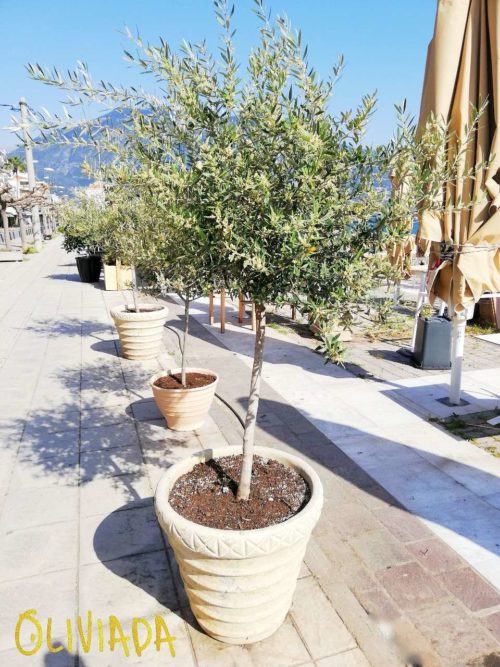 Kalamata Olive Tree Appearance Care Harvest Oliviada