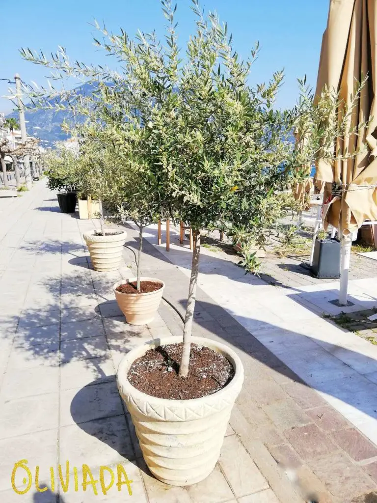 Kalamata olive tree in pot