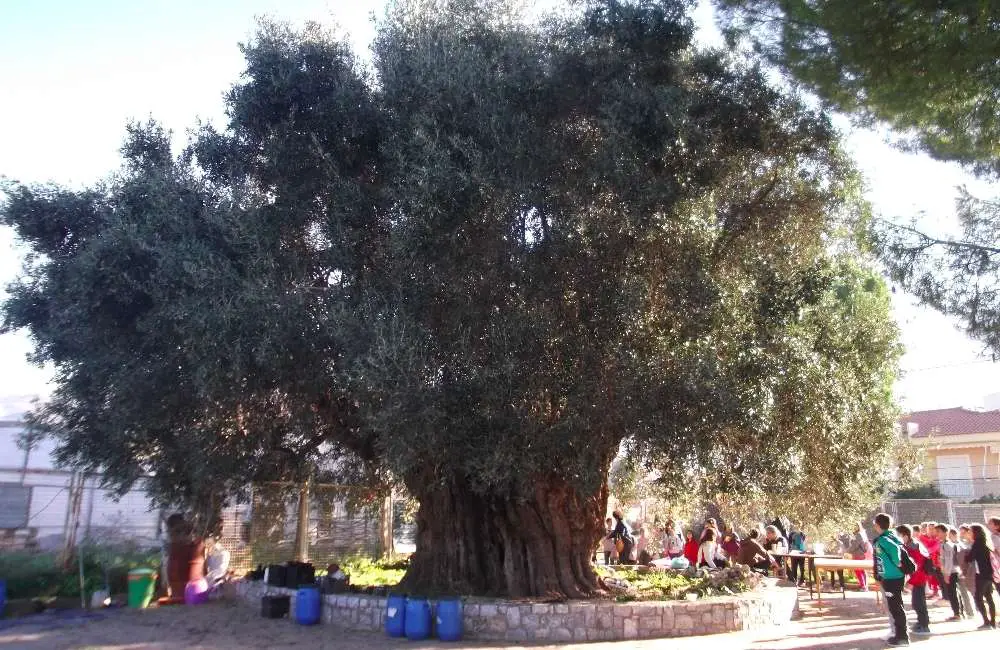 Mana oldest olive tree in Kalamata
