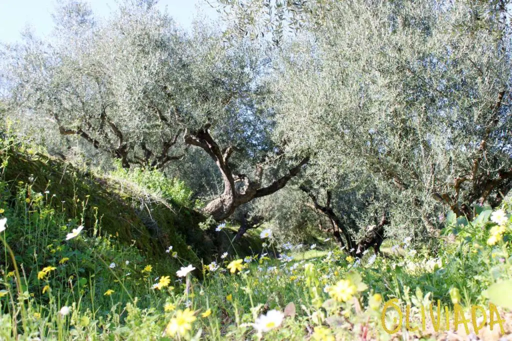 koroneiki self pollinating olive tree