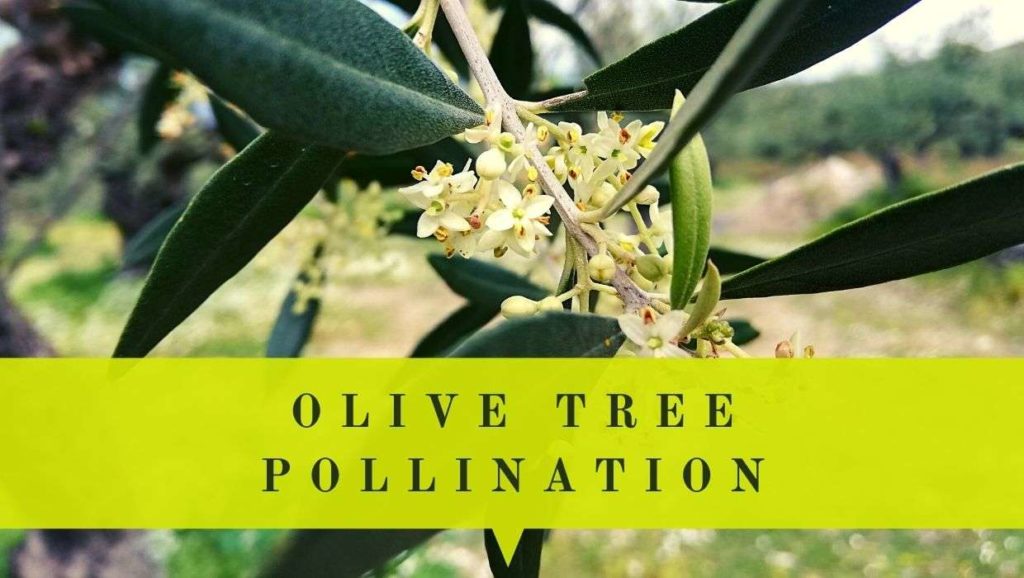 self & cross pollinating olive trees