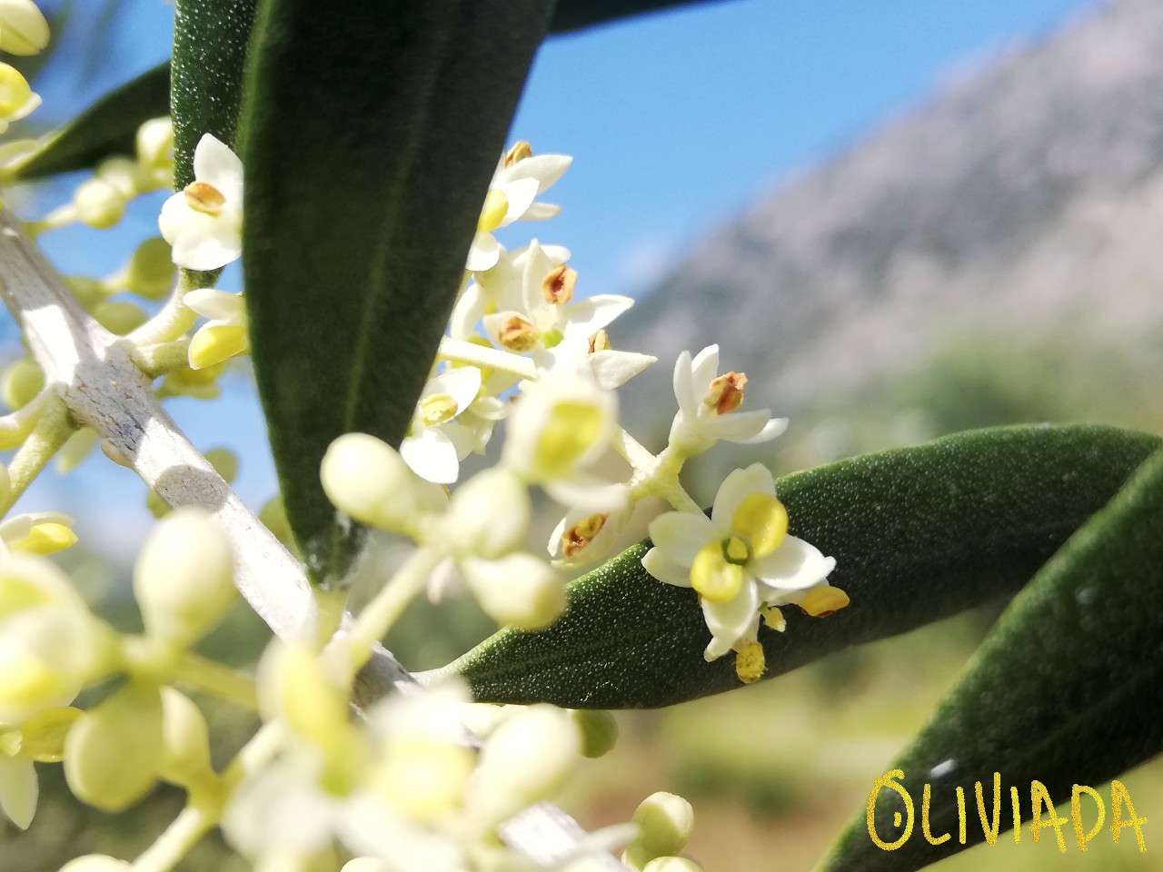 Olive Inflorescence and Pollination – EXAU Olive Oil