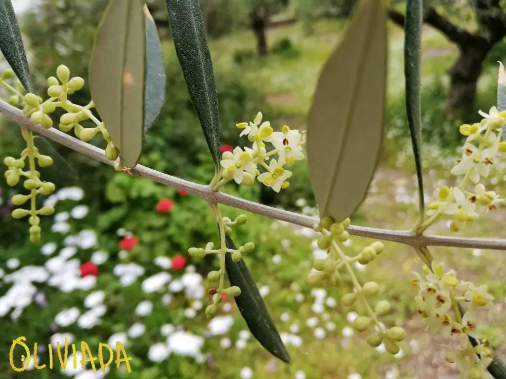 self pollinating olive trees 2
