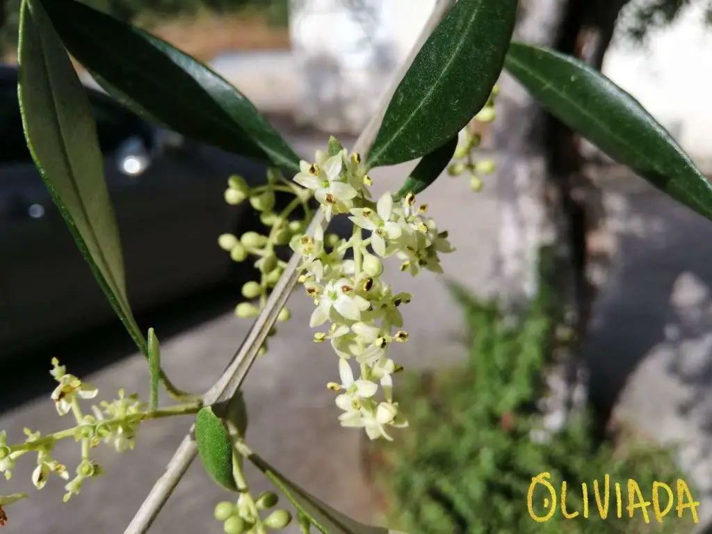 self pollinating olive trees 3