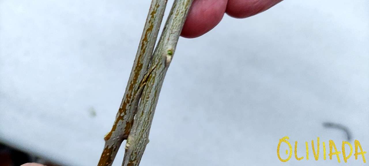 Grafting Olive Trees 4 Techniques Graft Aftercare Oliviada